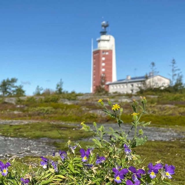 Kylmäpihlaja – 2020
